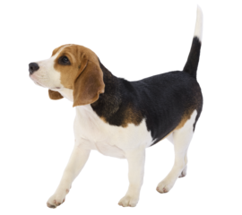 beagle puppy 6 mount ago  on white background,PNG