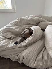 Whippet dog wrapped in blanket on bed in cold weather. Lifestyles, love for animals, slow living, hygge home, pet-friendly