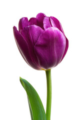 Close-up of a vibrant purple tulip.  Detailed petals, a long stem, and vivid green leaves are featured against a black background