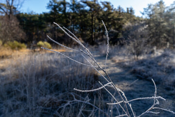 Obraz premium Frosty vegetation in green forest. High quality photo