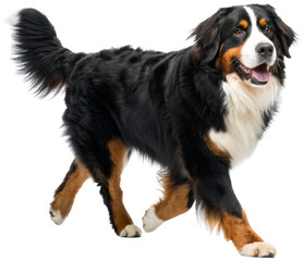 A majestic, fluffy Bernese Mountain Dog with a thick, tri-colored coat of black, rust, and white fur, confidently strides forward with a playful expression and, isolated on transparent background.
