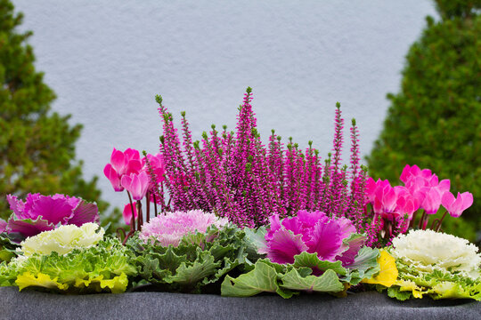 Winter cold weather resistant flowers ornamental cabbage, cyclamen and heather.  Colourful foliage that highlight fall and winter landscapes