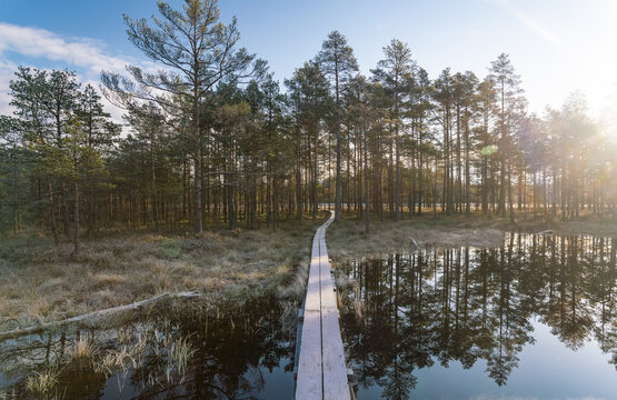 View of a wooden boardwalk cuts through a tranquil, reflective bog framed by tall pines under a bright sky, Lahemaa National Park, Estonia.