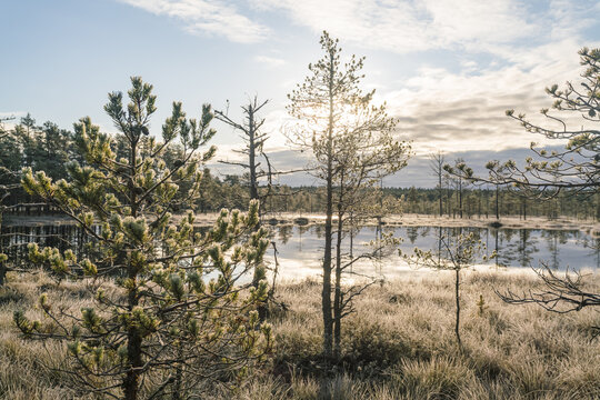 View of a serene bog landscape, with frosted grasses and stunted trees reflecting in the calm waters under a soft, cloudy sky, Lahemaa National Park, Estonia.