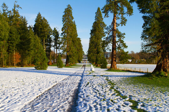 Sequoia tree path leading to Emo Court and Estate in County Laois, Ireland. Snowy sunny winter landscape. Winter in Ireland
