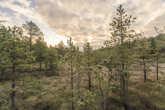 View of golden light filters through the clouds, illuminating the tall pine trees and grassy wetland, creating a tranquil scene, Lahemaa National Park, Estonia.