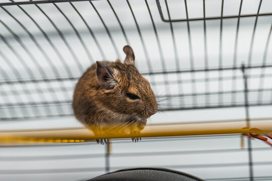 Cute degus squirel in a cage closeup.