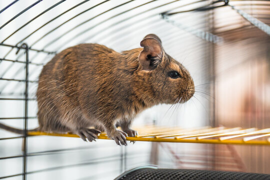 Cute degus squirel in a cage closeup.