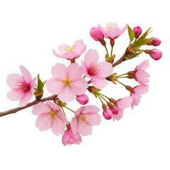 Delicate pink cherry blossoms on a branch isolated on transparent background