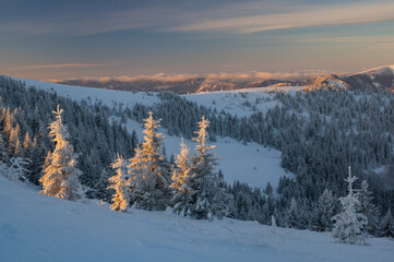 View of snow-laden evergreens glisten under the soft light of dawn, blanketing the serene mountains in a pristine winter embrace, Velka Fatra, ZilinskÃ½ kraj, Slovakia.