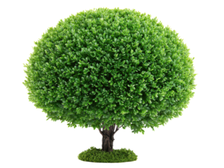 Small green topiary bush with neat rounded foliage and dense leafy texture isolated on transparent background.
