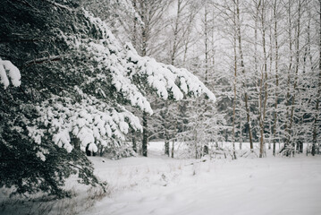 Incredibly magical snow-covered pine trees blanketed in thick white snow