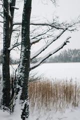 Snow-covered trees and bushes in the winter forest. The branches are covered with deep snow