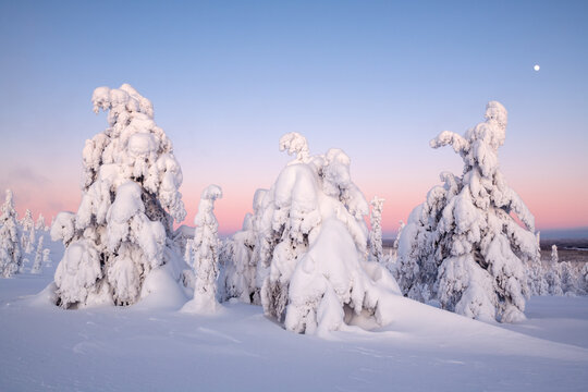 View of snow-laden trees stand like silent sentinels beneath the soft blush of dawn, casting long shadows on the pristine snow, Tolva, Lappi, Finland.