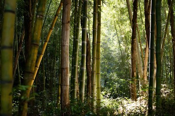 Sunlight filters through a dense grove of tall, green, and brown stalks in a tropical woodland setting