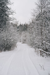 Incredibly magical snow-covered pine trees blanketed in thick white snow