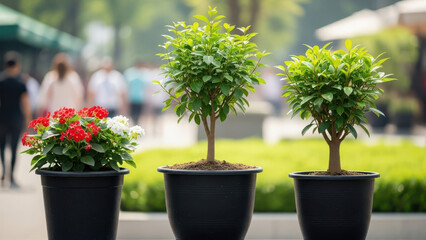 Three decorative potted plants with green foliage and flowers on urban park walkway background