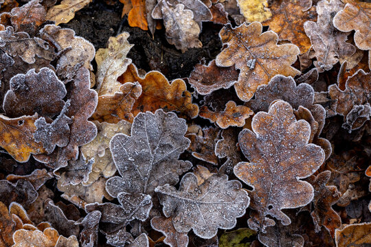 View of frosted oak leaves scattered on the ground, their intricate veins highlighted by a delicate layer of ice, creating a tapestry of autumnal beauty, Tver, Tver Oblast, Russia.