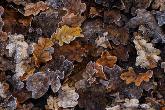 View of a carpet of frost-kissed oak leaves in hues of amber, gold, and deep brown, their delicate textures highlighted by the cool morning light, Tver, Tver Oblast, Russia.