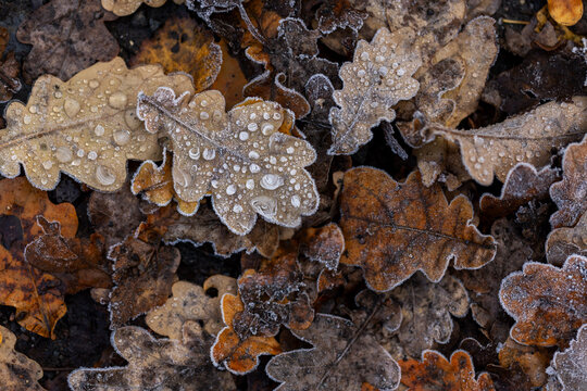 View of frosted oak leaves scattered on the cold ground, glistening with dewdrops in the crisp morning air, Tver, Tver Oblast, Russia.