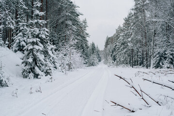 Incredibly magical snow-covered pine trees blanketed in thick white snow