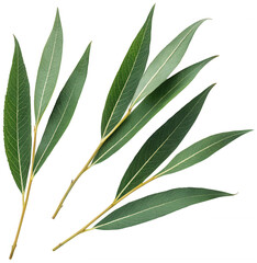 Delicate, elongated eucalyptus leaves with a muted green hue and visible vein patterns are gracefully arranged on slender, light-brown stems, presented against a, isolated on transparent background.