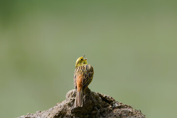 Goldammer auf Erdhügel mit Steinen und ruhigem Hintergrund