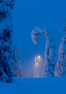 View of a solitary lamp post glowing through the fog and snow-covered trees, illuminating the landscape in the serene winter night, Ruka, Pohjois-Pohjanmaa, Finland.