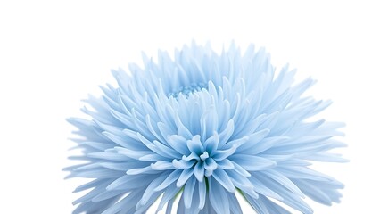 Obraz premium shaggy. Light blue flower bloom with textured petals against clean white background, gardening catalogs, home-decor guides, designed for home decor and floral branding, celebrates nature.