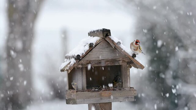 Chardonnerets &eacute;l&eacute;gant &agrave; la mangeoire sous la neige