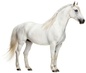 Majestic, powerful white horse with a flowing mane and tail, depicted in a realistic style, standing in a relaxed pose with a gentle gaze, illuminated by soft,, isolated on transparent background.