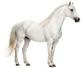 Majestic, powerful white horse with a flowing mane and tail, depicted in a realistic style, standing in a relaxed pose with a gentle gaze, illuminated by soft,, isolated on transparent background.