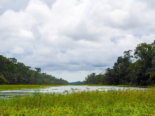 Rainforest along a Tortuguero canal in Tortuguero National Park.