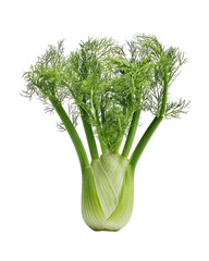 Close-up of a fresh fennel bulb