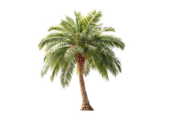Obraz premium Isolated palm tree with vibrant green fronds. Mature, single palm tree, against black background. Detailed leaf structure and smooth trunk