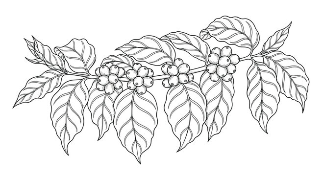 Detailed hand-drawn illustration of a coffee plant branch featuring ripe coffee cherries and lush textured leaves on a white background.