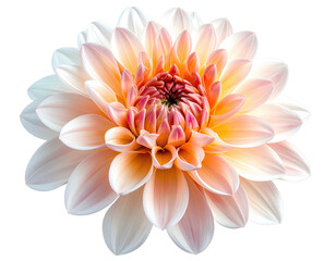 Obraz premium Close-up of a perfectly bloomed flower, creamy petals radiating from vibrant center