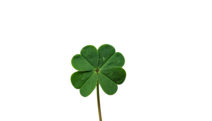 A single green four leaf clover with a thin stem is centered on a plain white background in a close up view product shot isolated