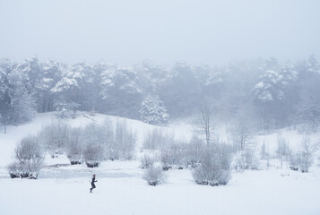 snow in forest near utrecht at frozen pond of heihuis in Den Treek Henschoten with jogging woman