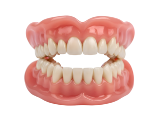 Full Set of Dentures with Pink Gums and White Teeth Isolated on Transparent Background Isolated on T