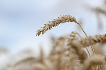 wheat, field, agriculture, nature, grain, plant, cereal, summer, crop, grass, farm, yellow, sky, corn, food, rye, ear, bread, harvest, autumn, rural, seed, gold, grow, golden
