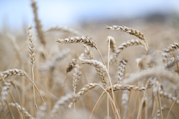 Fototapeta premium wheat, field, agriculture, nature, grain, plant, cereal, summer, crop, grass, farm, yellow, sky, corn, food, rye, ear, bread, harvest, autumn, rural, seed, gold, grow, golden
