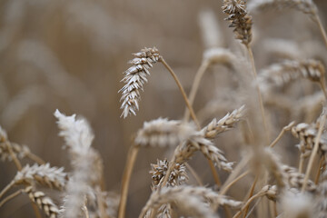 Fototapeta premium wheat, field, agriculture, nature, grain, plant, cereal, summer, crop, grass, farm, yellow, sky, corn, food, rye, ear, bread, harvest, autumn, rural, seed, gold, grow, golden