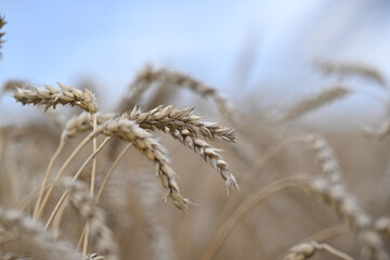 wheat, field, agriculture, nature, grain, plant, cereal, summer, crop, grass, farm, yellow, sky, corn, food, rye, ear, bread, harvest, autumn, rural, seed, gold, grow, golden