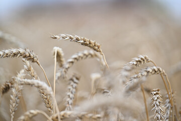 wheat, field, agriculture, nature, grain, plant, cereal, summer, crop, grass, farm, yellow, sky, corn, food, rye, ear, bread, harvest, autumn, rural, seed, gold, grow, golden