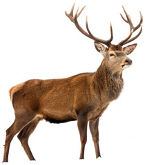 A majestic, mature male red deer with a thick, reddish-brown coat and impressive, multi-branched antlers stands alertly in a three-quarter profile view,, isolated on transparent background.