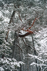 Incredibly magical snow-covered pine trees blanketed in thick white snow