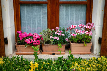 Window Box Flowers in Terracotta Planters by Wooden Window Frame
