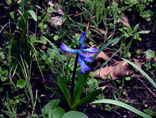 Vibrant blue flowers of the Oriental Hyacinth Hyacinthus orientalis stand out against the green foliage. Lush green foliage frames the spring blooms. Close-up.