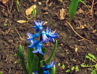 The vibrant blue flowers of the Oriental Hyacinth Hyacinthus orientalis stand out against the green foliage. Lush green foliage frames the spring blooms. Close-up.